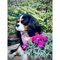 Cherry Blossom Dog Bandana