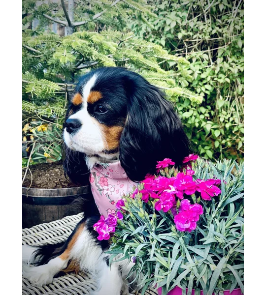 Cherry Blossom Dog Bandana