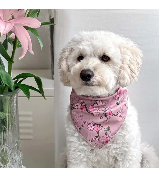 Cherry Blossom Dog Bandana