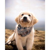 Frayed Tornado Bandana - Scamps