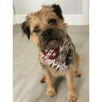 Frayed Hurricane Bandana - Scamps