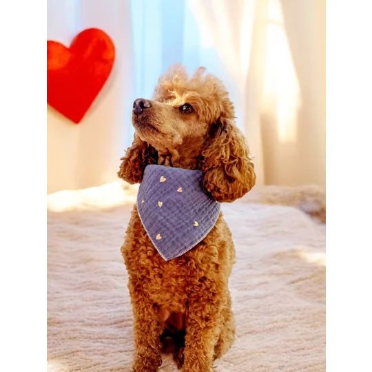 Ash Blue Heart of Gold Dog Bandana