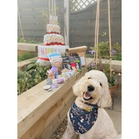 Blue Birthday BOY Dog Bandana