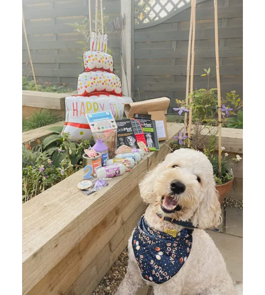 Blue Birthday BOY Dog Bandana
