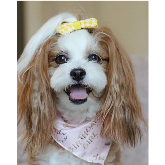 Pink Birthday GIRL Dog Bandana