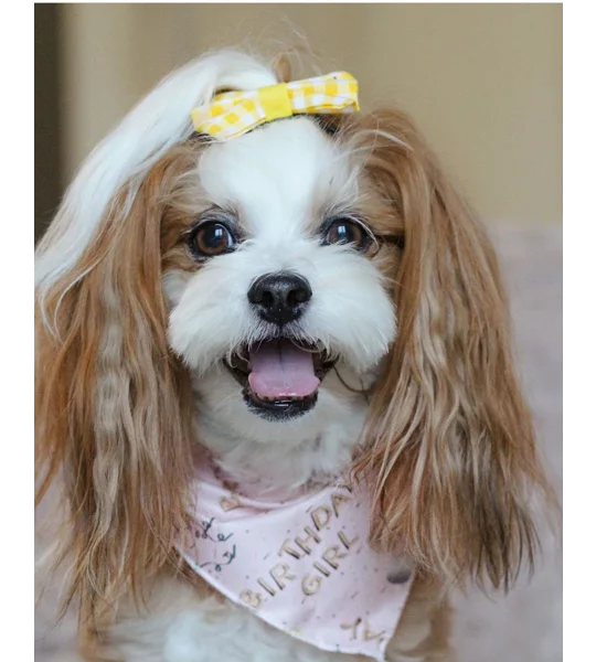 Pink Birthday GIRL Dog Bandana