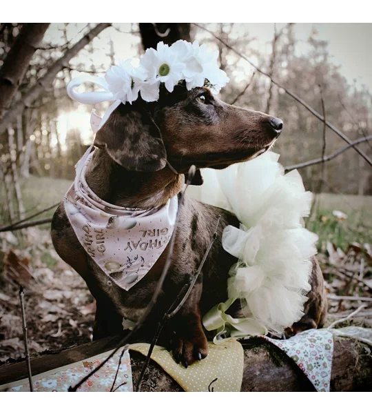 Pink Birthday GIRL Dog Bandana
