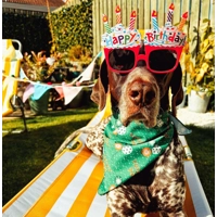 Green Birthday DOG Dog Bandana