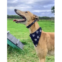 Black Skulls Bandana
