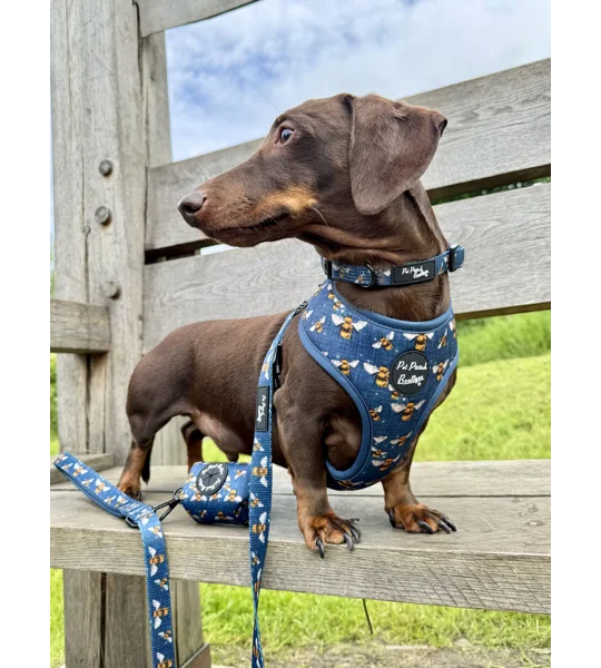 Blue Buzzy Bumble Bee Dog Collar