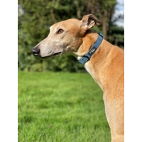 Jaguar Blue Cord Dog Collar