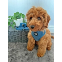 Jaguar Blue Cord Dog Harness