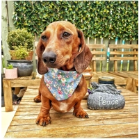 Country Blue Vintage Dog Bandana