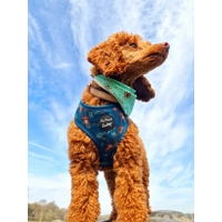 Cheeky Monkey Dog Harness