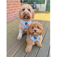 Chunky Check Dog Harness