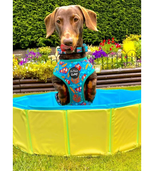 Under The Sea Dog Collar