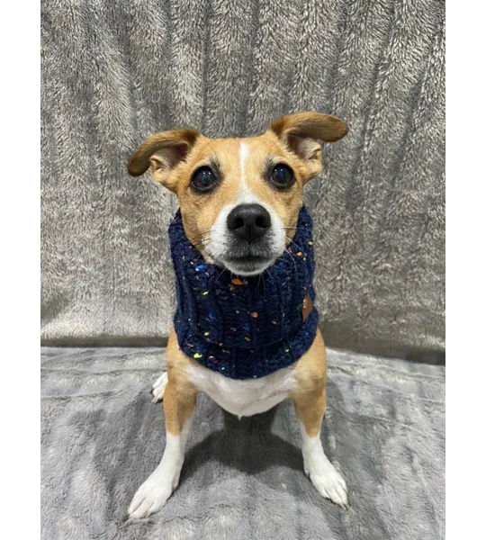 Blue Confetti Roll Top Dog Snood