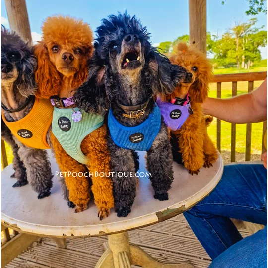 Mustard Yellow Cord Dog Harness