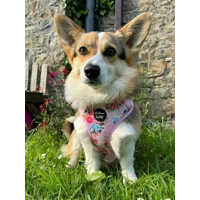 Cottage Floral Dog Harness  - optional flower accessory