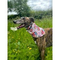 Cottage Floral Dog Collar- OPTIONAL FLOWER ACCESSORY