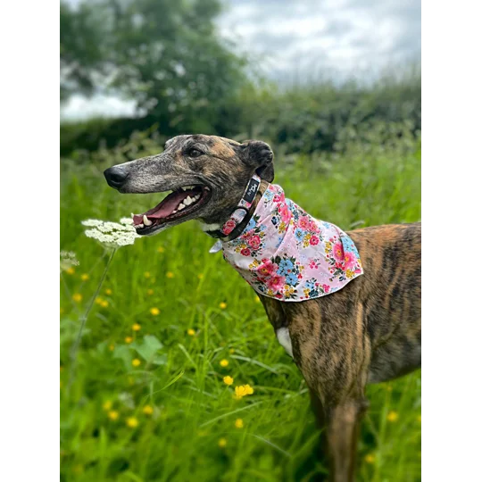 Cottage Floral Dog Collar- OPTIONAL FLOWER ACCESSORY