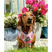 Cottage Floral Dog Harness  - optional flower accessory