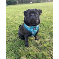 Dino Rawr Dog Harness  - optional bow tie accessory Dino Rawr Dog Harness  - optional bow tie accessory