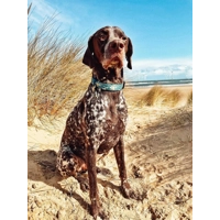 Dino Rawr Dog Collar