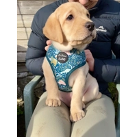 Dino Rawr Dog Harness  - optional bow tie accessory Dino Rawr Dog Harness  - optional bow tie accessory