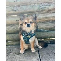 Dino Rawr Dog Harness  - optional bow tie accessory Dino Rawr Dog Harness  - optional bow tie accessory