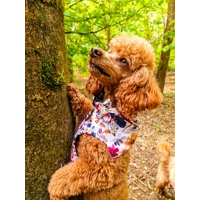 Little Enchanted Meadows Floral Flower Collar Attachment