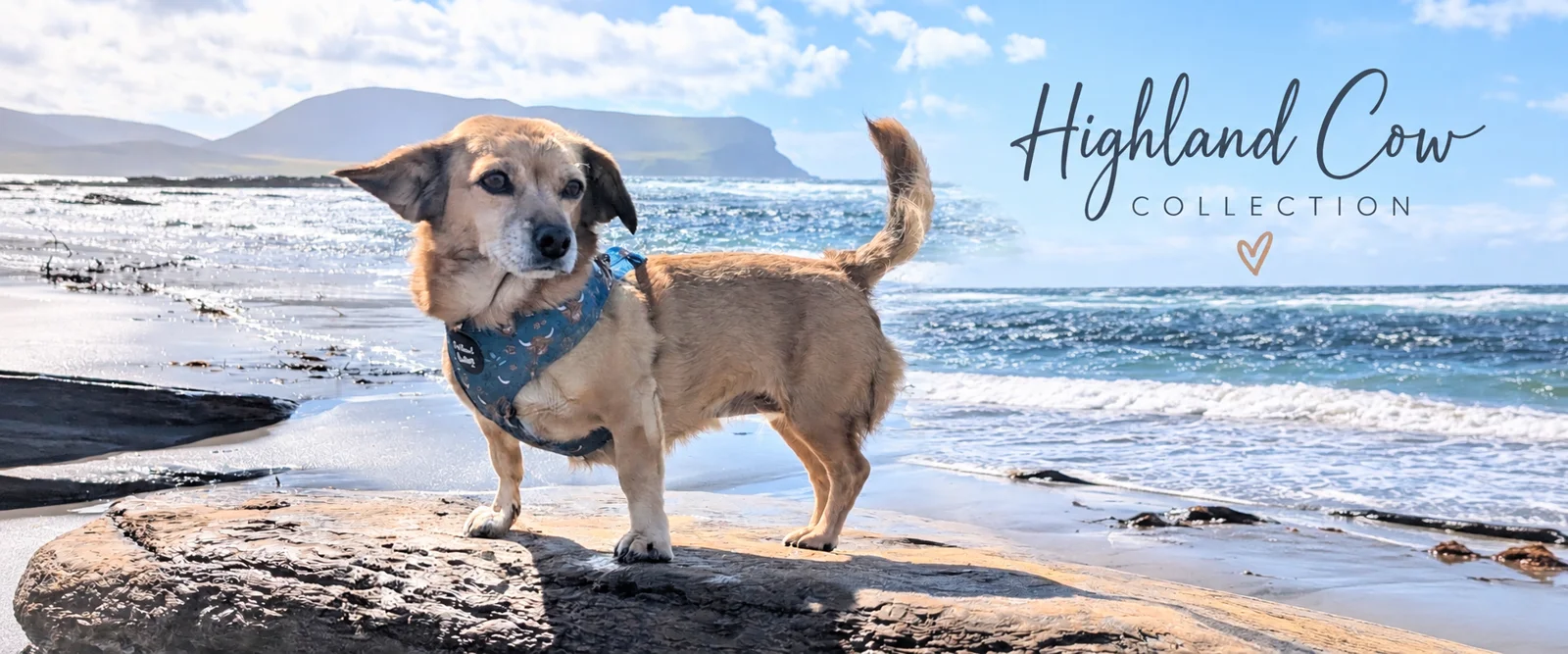 Highland Cow collection - a dog in a Highland Cow harness on a rocky beach