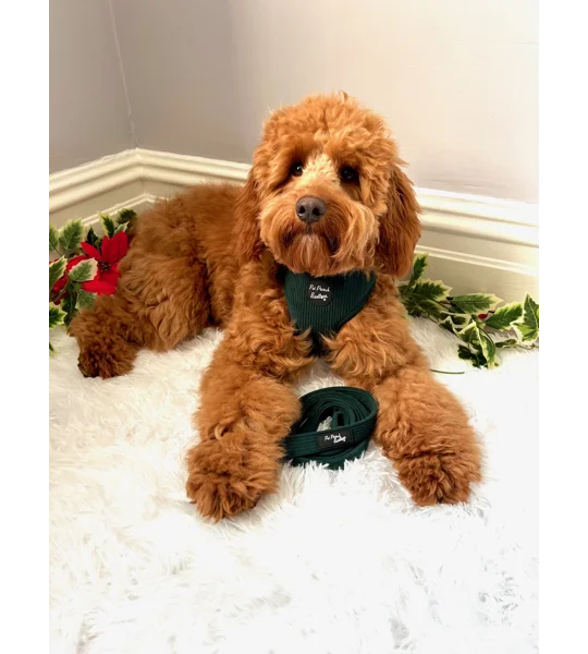Forest Green Cord Dog Lead - Reversible