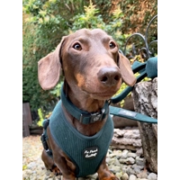 Forest Green Cord Dog Collar