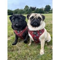 Great Adventure Dog Harness