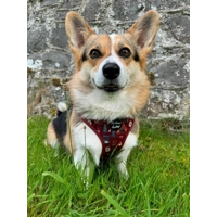 Great Adventure Dog Harness