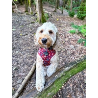 Great Adventure Dog Harness