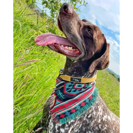 Mustard Yellow Cord Dog Collar