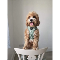 Green Meadow Daisy Dog Harness  - optional flower accessory