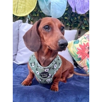 Green Meadow Daisy Dog Harness  - optional flower accessory