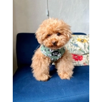 Green Meadow Daisy Dog Harness  - optional flower accessory