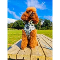 Green Meadow Daisy Dog Collar- Optional Flower Accessory