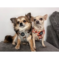Pumpkin Patch Cart Dog Harness