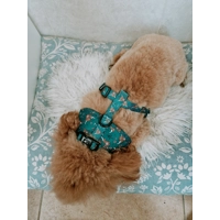 Happy Highland Cow  Dog Collar