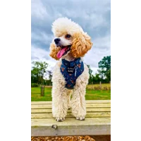 Happy Highland Cow Dog Harness  - optional bow tie accessory