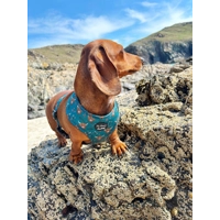 Happy Highland Cow Dog Harness