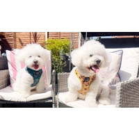 Happy Highland Cow Dog Harness