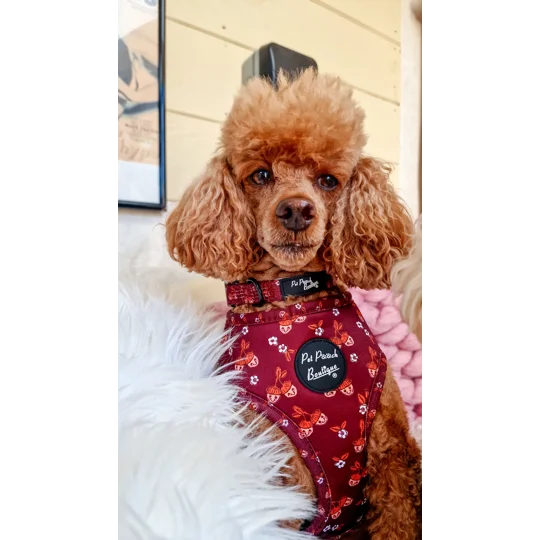 Happy Little Acorns Dog Collar