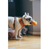 Trick Or Treat Harry Halloween Spooky Dog Collar