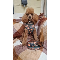 Harvest Pumpkin Patch Dog Poo Bag Holder